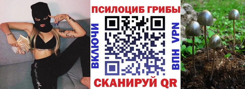 Галлюциногенные грибы Psilocybe  Новоалександровск 